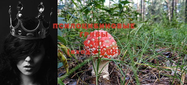 крисы Михайловск